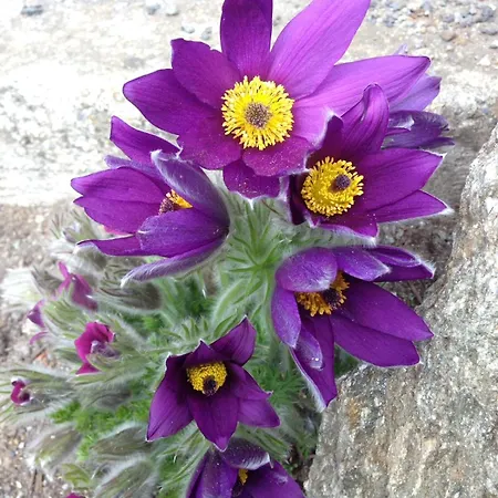 Bungalovy Baranec * Žiar