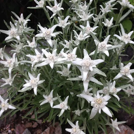 Bungalovy Baranec シャレー *